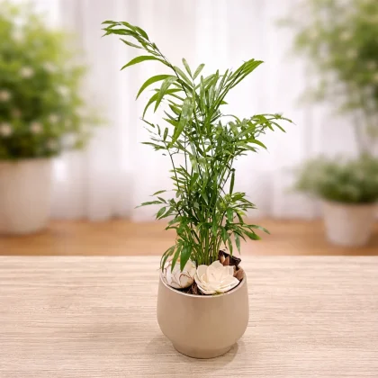 Aranjament cu palmier pitic Chamaedorea în ghiveci ceramic bej decorativ