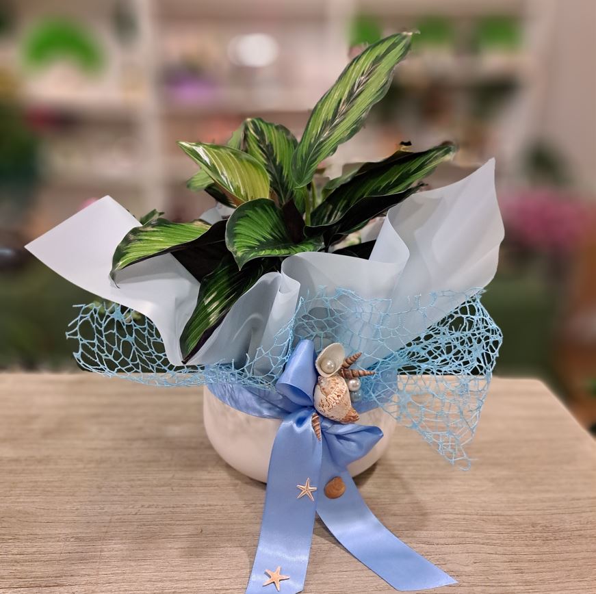 ARANJAMENT PLANTE ”Summer plants”1