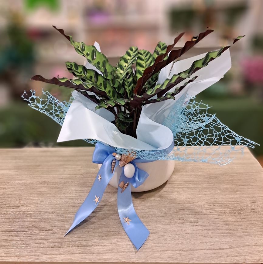 ARANJAMENT PLANTE ”Summer plants”1