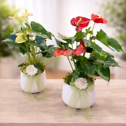 Aranjament cu Anthurium diverse culori, în ghiveci ceramic alb decorativ