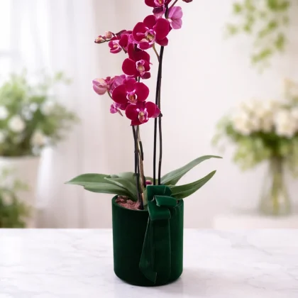 Aranjament cu orhidee Phalaenopsis roz în cutie decorativ de catifea