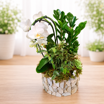 Aranjament floral elegant cu orhidee albă și plante verzi decorative într-un ghiveci decorativ din lemn