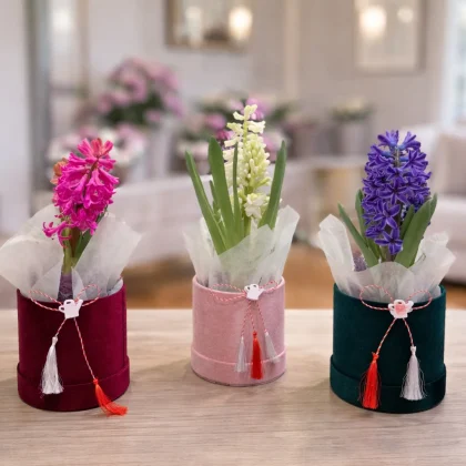 MĂRȚIȘOR ”Hycinthus spring box”