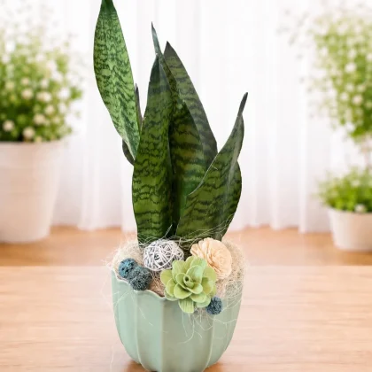 Aranjament cu Sansevieria în ghiveci ceramic decorativ verde