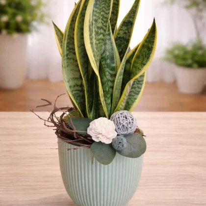 Aranjament cu Sansevieria în ghiveci ceramic decorativ verde